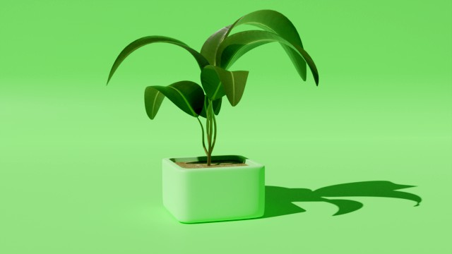plant in a pot