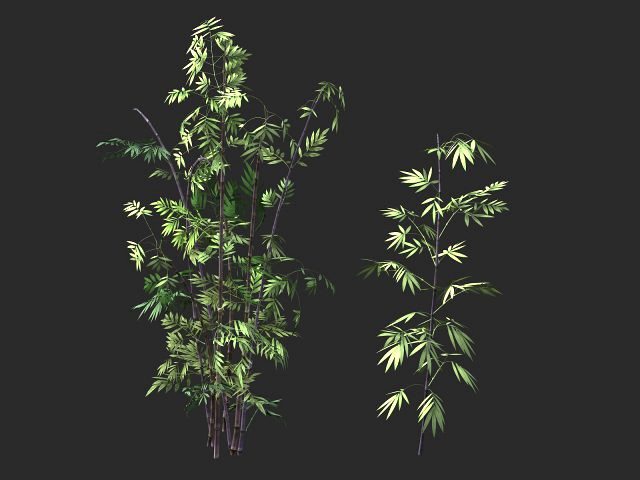 putuo mountain-bamboo 30