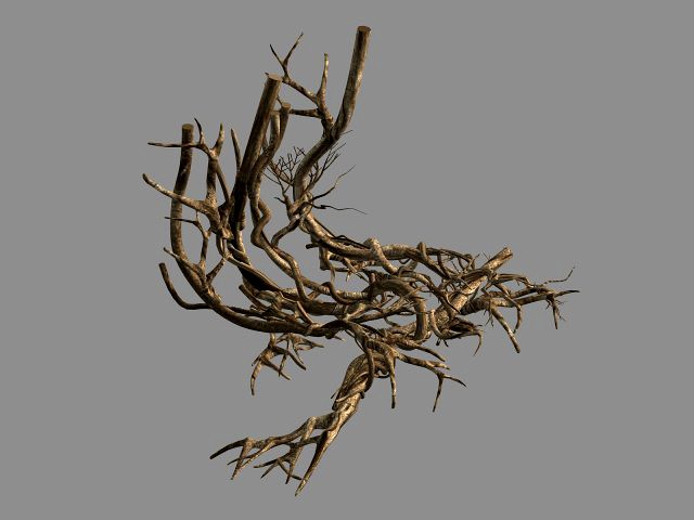 plant-green-climbing-vine 07