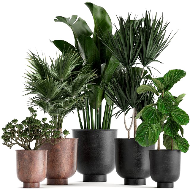 decorative plants in flowerpots 836