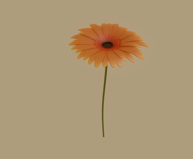 gerbera flower