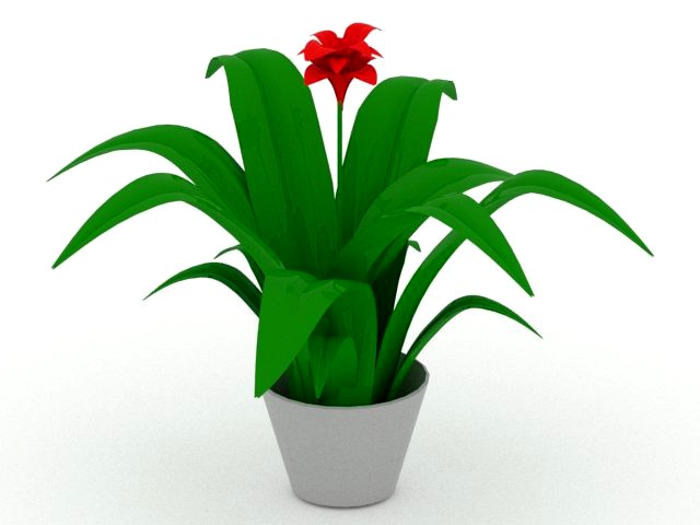 indoor flower