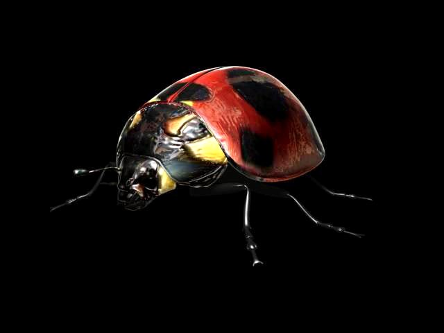 ladybug