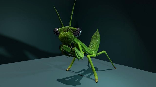 mantis