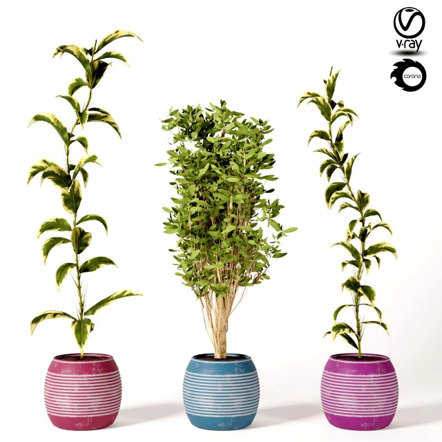 indoor plant set s01