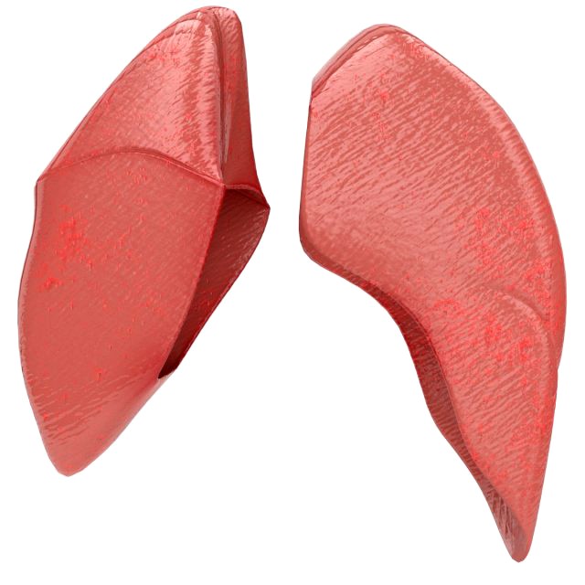 human healthy lungs