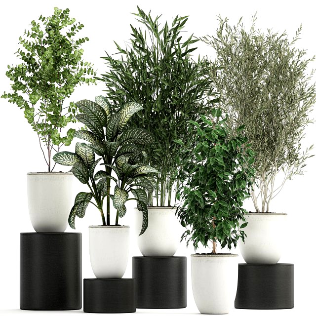 collection of decorative trees in white flowerpots 819