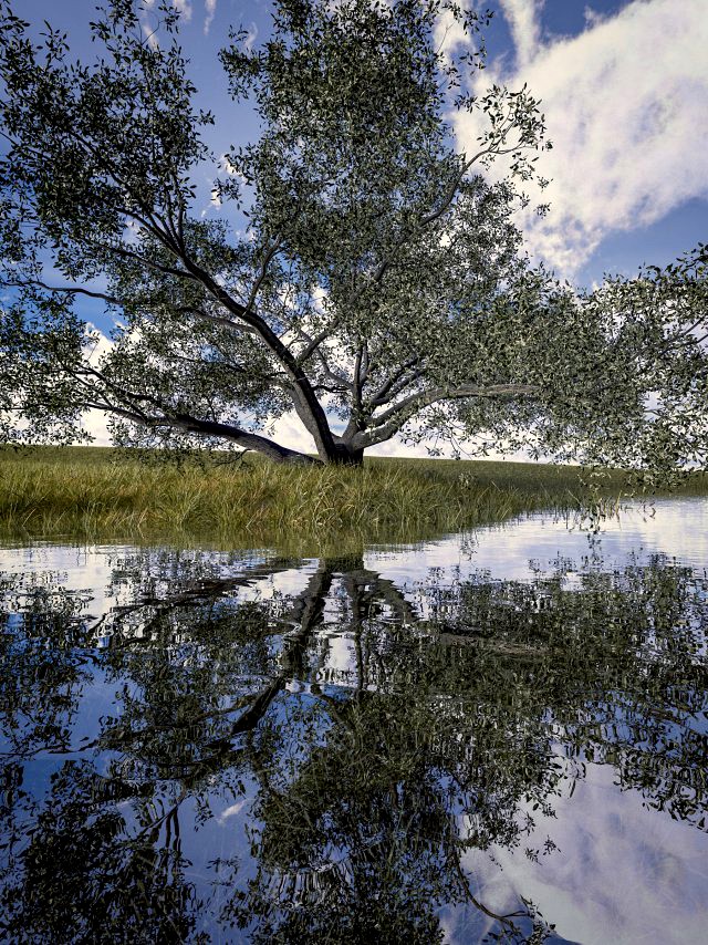 live oak - variation e