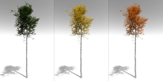 seasonal tall mature quaking aspen - variation 1