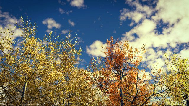 seasonal tall mature quaking aspen - variation 2