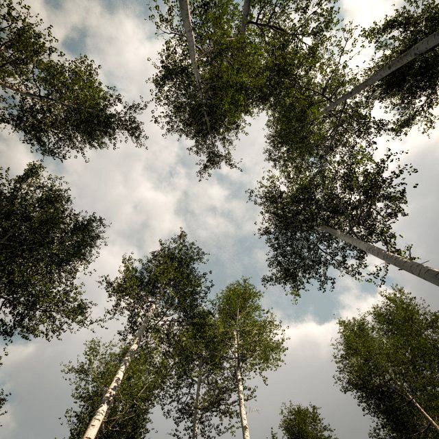 tall mature quaking aspen - variation 1