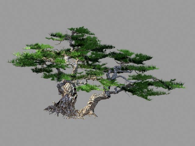 putuo mountain-pine tree 13