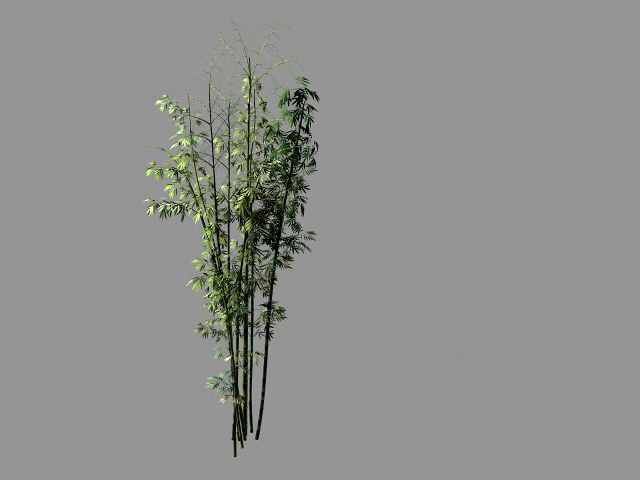 putuo mountain-bamboo 21