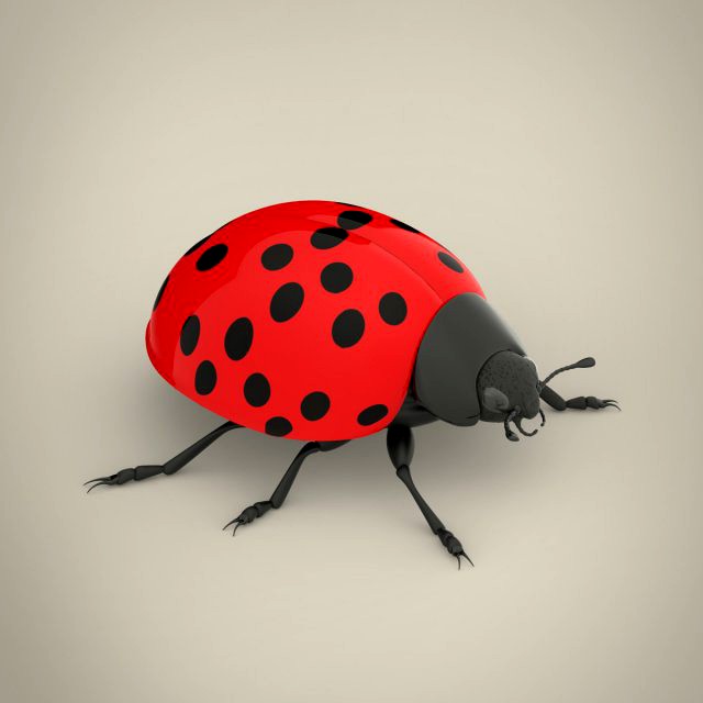 ladybird