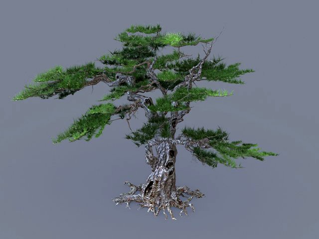 mount putuo-pine 11