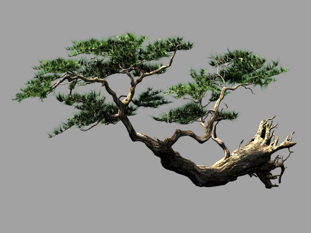 landscape-season-pine tree 09