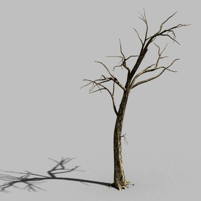 roadside-dead tree 05