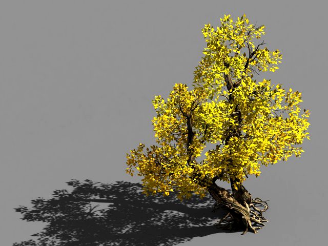 populus euphratica-poplar-special tree 37