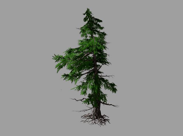landscape-season-pine tree 04