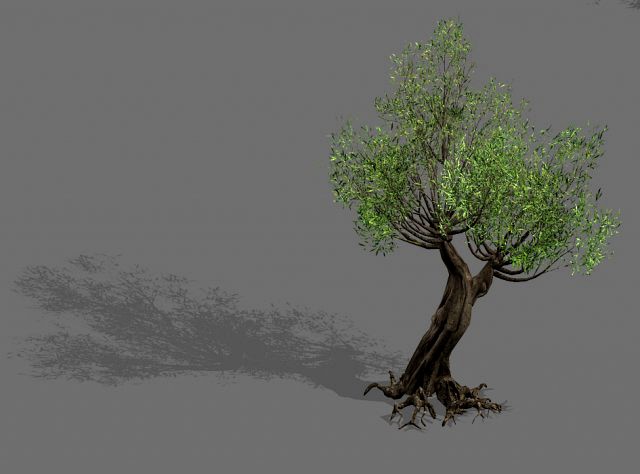 salix-desert plant 17