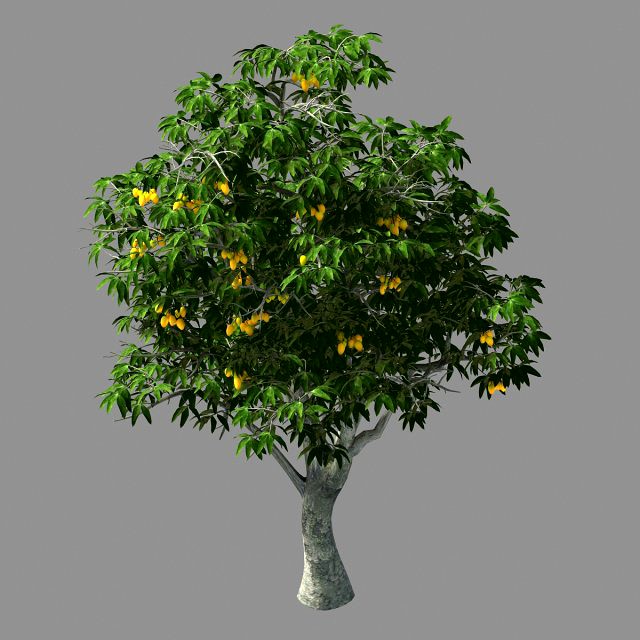 lilac garden-mango tree 04