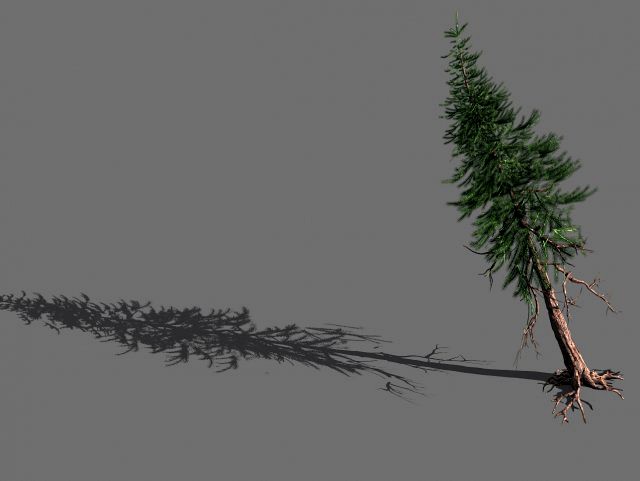 branches-different scales-large fruit-spruce 11
