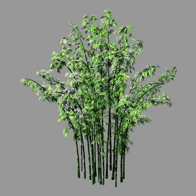 hundred forests-plants-bamboo 02