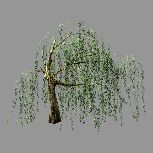 hundred forests-plants-willow 04