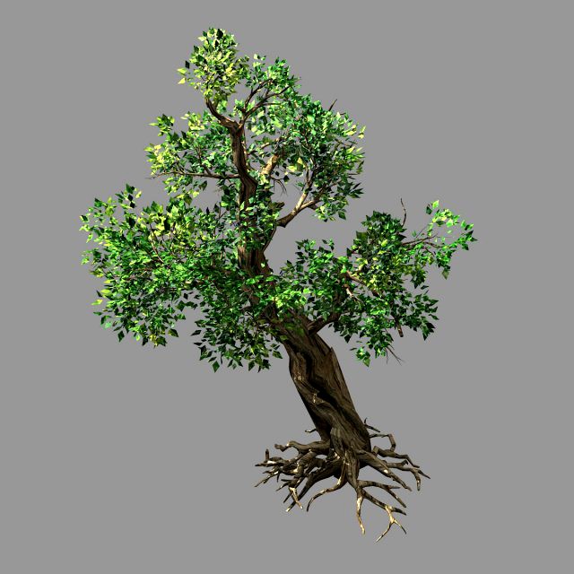 hundred forests-plants-acacia 02