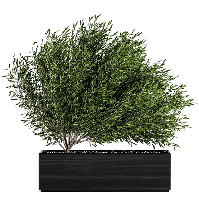 decorative tree in a black flowerpots 801
