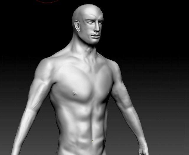 realistic male base human anatomy