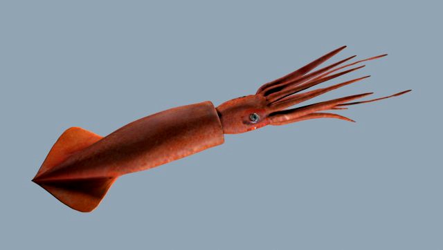 illex squid