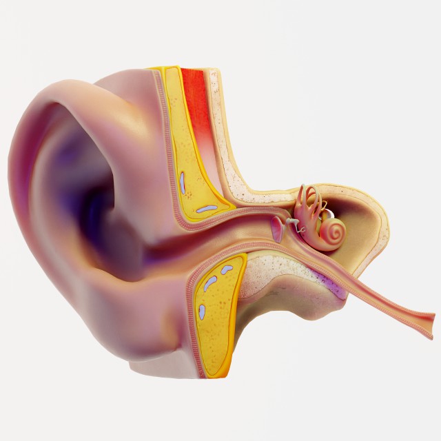 ear structure anatomy section