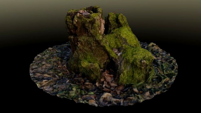 stump in moss