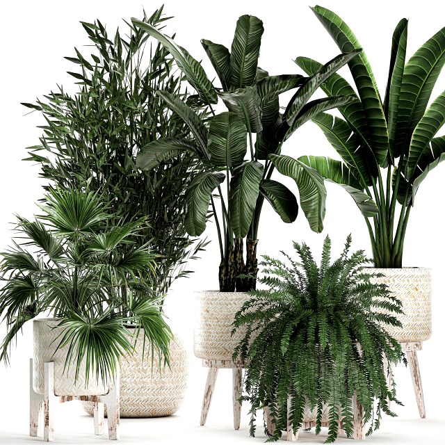 houseplants in a white baskets rattan for the interior 790