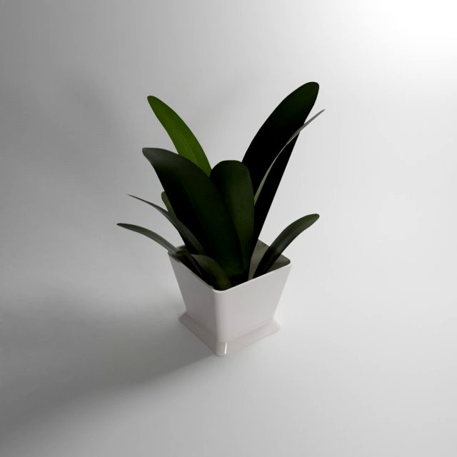 small plant
