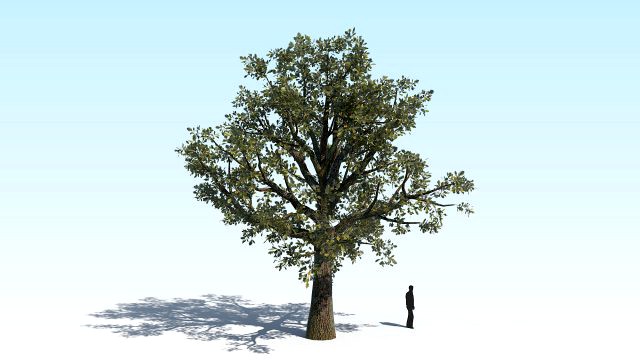 oak 03