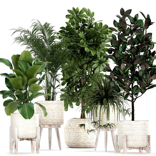 houseplants in a white baskets rattan for the interior 789