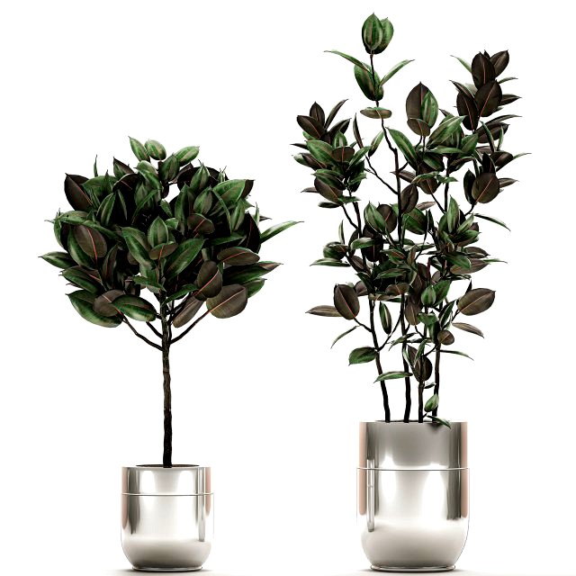 ficus elastica in a chrome flowerpot 787