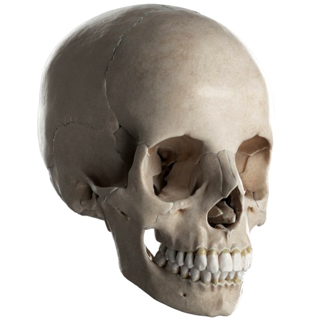 female skull complete