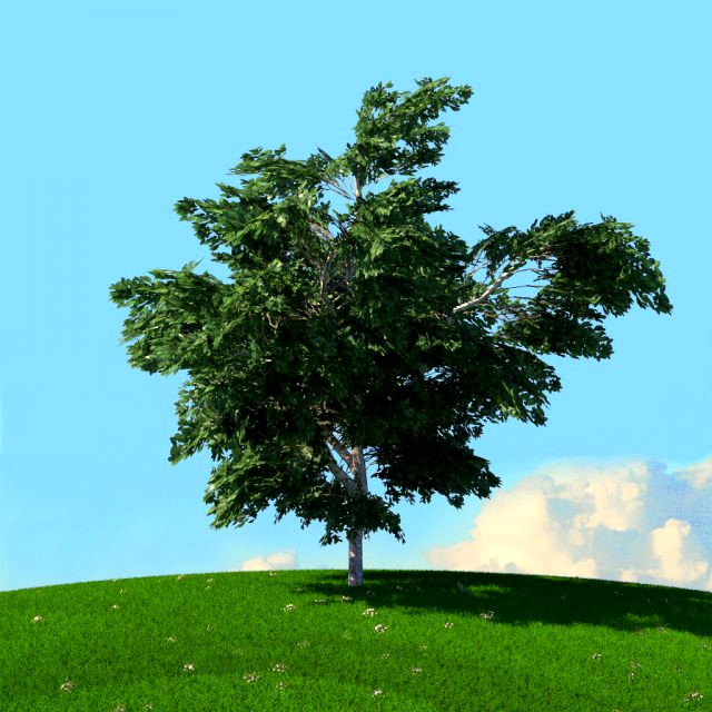 spring trees x20 no1