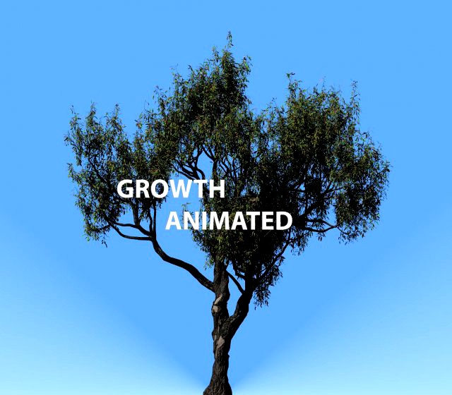 american chestnut tree 001 - growth animated