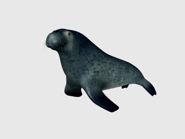 sea lion