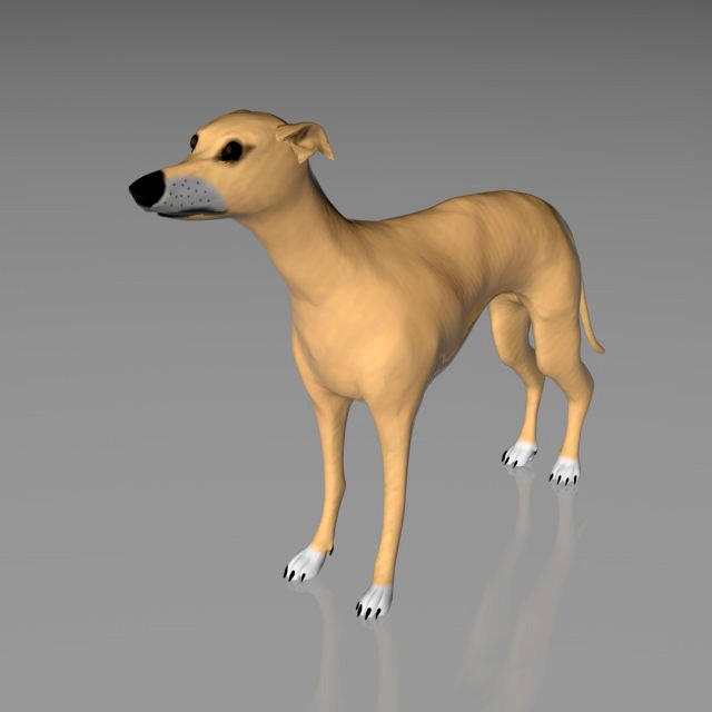 whippet dog