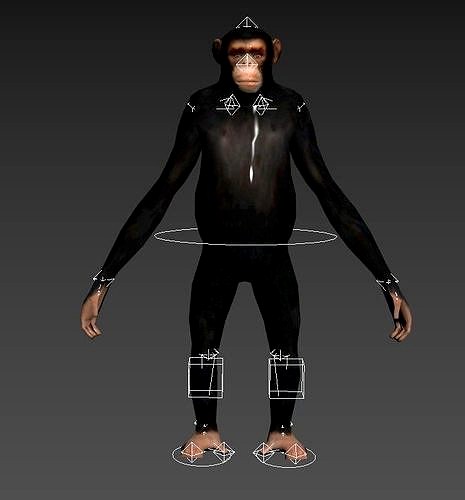 Chimp Rig