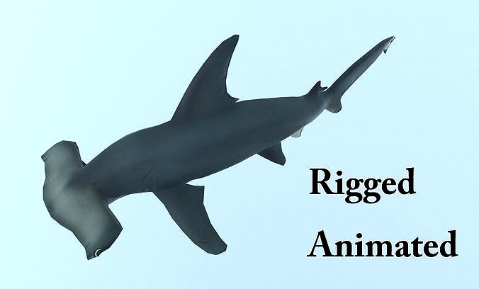 hammerhead