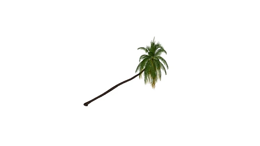 COQUEIRO