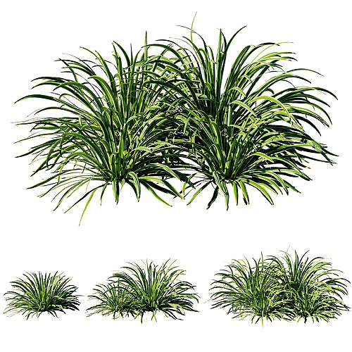 Liriope grass