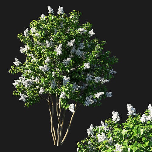 Syringa vulgaris tree