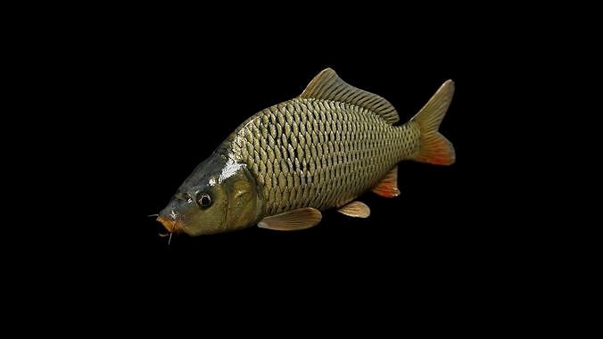 Common carp fish